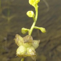 Utricularia stellaris L.f.